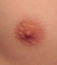 Brustwarze männlich