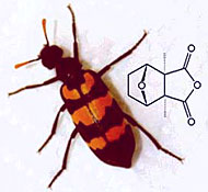 Cantharidin �lk�fer