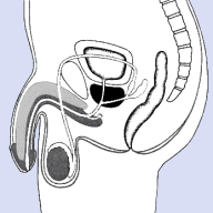 Bulbourethraldr�sen, Harnr�hrenzwiebeldr�sen, Cowpersche Dr�sen, Cowper-Dr�sen