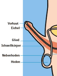 Graphische Darstellung der Eichel am m�nnlichen Penis