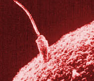 Spermium an einer Eizelle