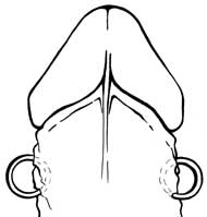 Oetang paarweise gegen�berliegend