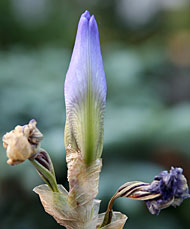 Nat�rliches Phallussymbol