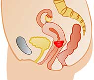 Portio ist der medizinische Fachbegriff f�r Muttermund