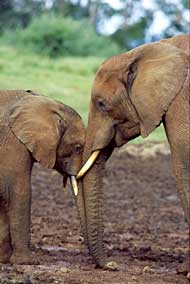 Zärtlichkeit gibt es auch unter Tieren.